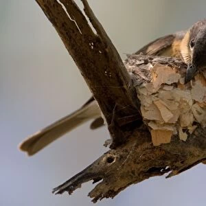Leaden Flycatcher - female building nest This subspecies found in woodland near water, dense riverside vegetation, mangroves and rainforest edges from the Kimberley across the far north of Northern Territory and just into Queensland