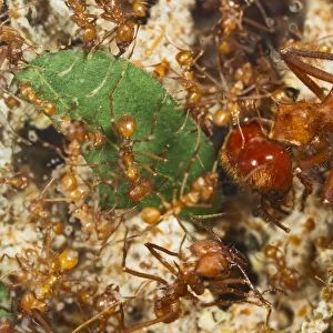 Leaf Cutter Ants - tending garden in nest - workers and soilder - From Trinidad - controlled conditions 14931