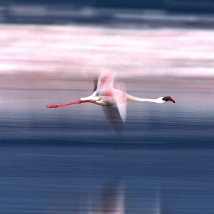 Lesser Flamingo - in flight. Lake Bogaria - Kenya - Africa