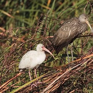Limpkin and White Ibis - Central Florida - USA - January