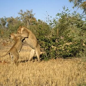 Lion - pair play fighting Chobe National Park, Botswana