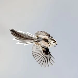 Long-tailed Tit - in flight - Bedfordshire - UK 006886