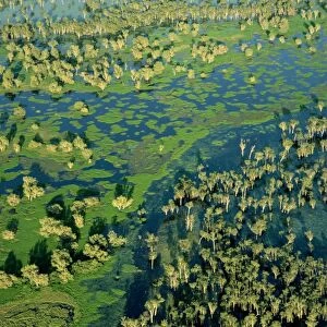 Magela Creek wetlands, Paperbark swamp (Melaleuca spp forest, M. cajuputi, M. leucadendra) wet season, Kakadu National Park (World Heritage Area), Northern Territory, Australia JPF51111