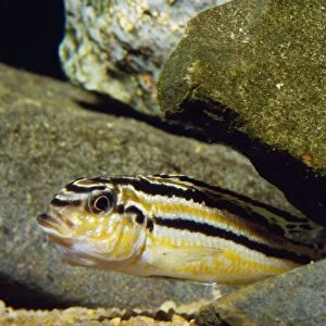Malawi Fish - female Holding eggs in mouth