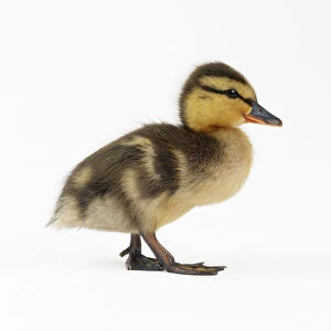 Mallard Duckling - one week