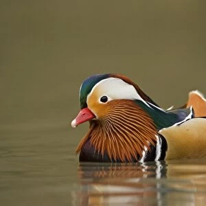 Mandarin Duck Portrait of male on the water South East England, UK, Europe