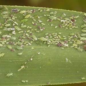 Mass of aphids, (Hyalopterus pruni) red and green phases, on common reed