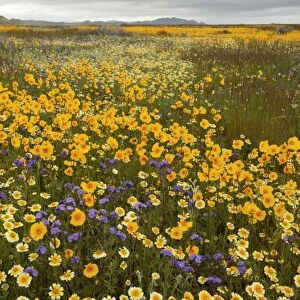 Mass of a tickseed - Tidy-tips, Fremont's Phacelia and other spring flowers in the Carrizo Plain, California