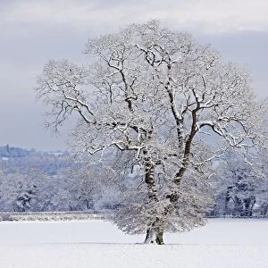 Mature Oak Tree - covered in winter snow - December - Herefordshire - UK