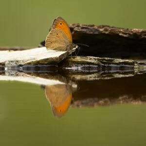 Meadow Brown Butterfly - Drinking at pool - Hungary IN000762