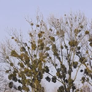 Mistltoe - growing on Poplars. Alsace - France