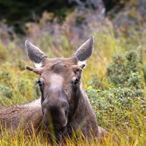 Moose - under a year old - Seward Peninsula - Alaska