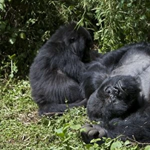Mountain Gorilla - Silverback resting in morning sun. Virunga Volcanoes National Park - Rwanda. Endangered Species