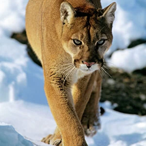 Puma (Cougar-Mountain Lion)