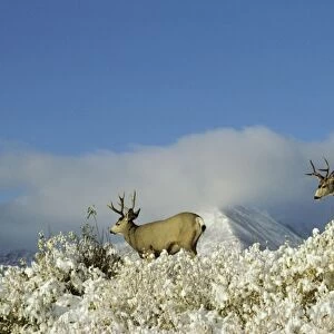 Mule Deer - bucks in Autumn. Snow is common in late September-October. Northern Rockies. MD446