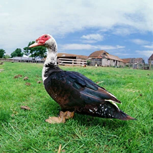 Muscovy Duck - In field with farm