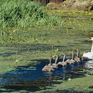 Mute Swan DAD 622 With family, the Military Canal, Appledore, UK. © David Dixon / ardea. com