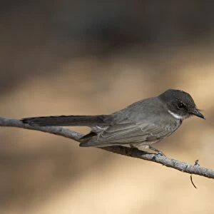Northern Fantail - Found only across northern Australia. Inhabits rainforest margins, treelined watercourses in arid regions, woodlands, paperbarks and mangroves. Quiet and sluggish rarely fanning tail unlike others in the genus