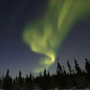 Northern lights / Aurora borealis - in night sky over conifer forest. Churchill. Manitoba. Canada
