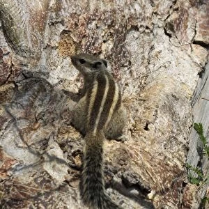 Five-striped Palm Squirrel