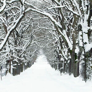 Oak Trees - avenue in winter snow - Sababurg - North Hessen - Germany