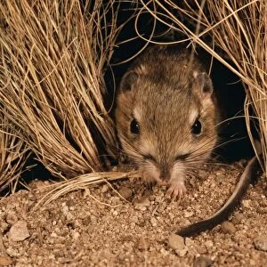 Ord's Kangaroo Rat Arizona, USA