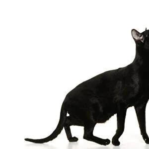 Oriental Black Cat JD 14542 © John Daniels / ARDEA LONDON