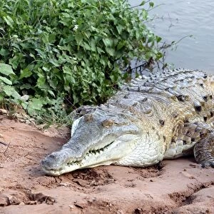 Orinoco crocodile Hato El Frio, Venezuela