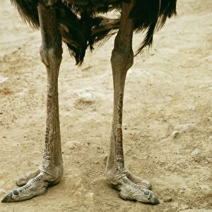 Ostriches Related Images