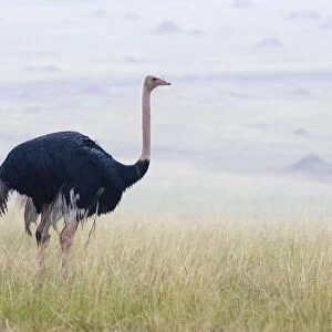 Ostrich - Male in rain Maasai Mara Triangle, Kenya