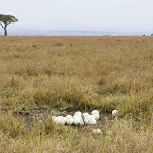 Ostrich - nest - Masai Mara Triangle - Kenya