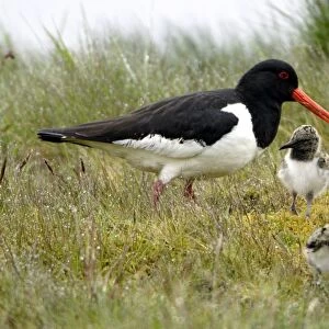 Oystercatchers Related Images