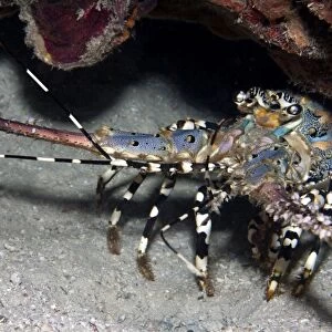 Painted Rock Lobster - Malaysia