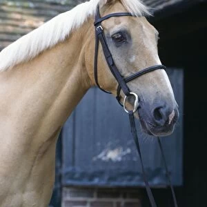 Palomino Horse - At stables