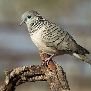Peaceful Dove - Found throughout most of Australia except the southwest. Inhabits open country with some trees and shrubs with access to water. Kupungarri, Kimberleys, Western Australia