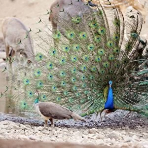 Peacock - displaying to peahen. Ranthambhore National Park, Rajaasthan, India