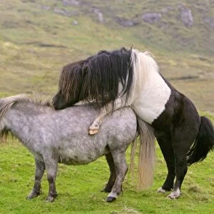 Piebald Shetland Pony - stud and mare mating Central Mainland, Shetland Isles, Scotland, UK