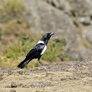 Pied Crow. Simien mountains - Ethiopia