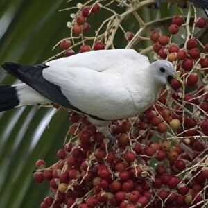 Pied Imperial-Pigeon Eating berries Urban Darwin, Northern Territory, Australia