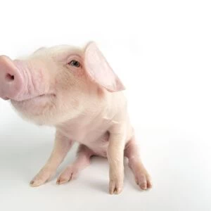 Pig. British lop piglet on white background