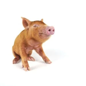 Pig. Tamworth piglet on white background