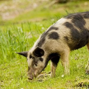 Piglet foraging in woodland clearing in the mountains of central Corsica, France