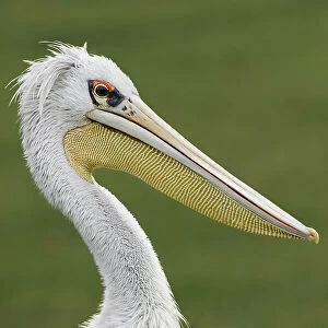Pink Backed Pelican