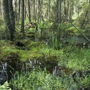 Poland - Bialowieza Forest