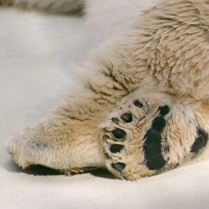 Polar Bear - foot