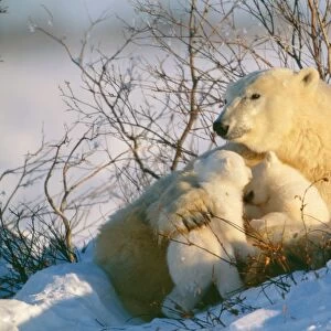 Polar Bear - parent with Babies, Canada