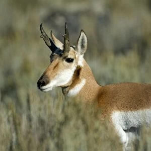 Pronghorn Portrait, close up of head Lamar Valley, Yellowstone NP USA
