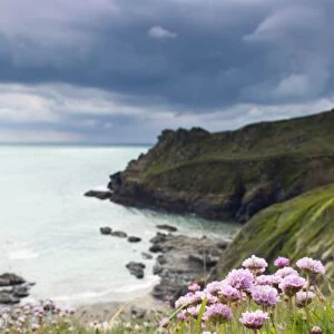Prussia Cove - with Thrift in foreground - Cornwall, UK