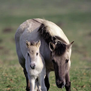 Przewalski's /Takhi/ Mongolian wild horse - mare with foal Hessen, Germany