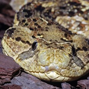 Puff Adder - Found in dry grasslands over most of Africa, and also in Western Arabia